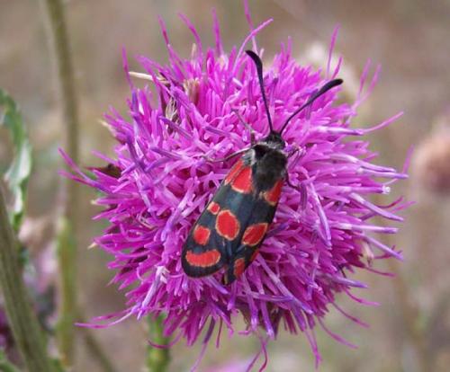 Zygaena carniolica