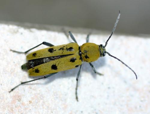 Réf. 3 282 : Chlorophorus glabromaculatus