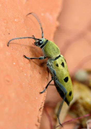 Chlorophorus glabromaculatus
