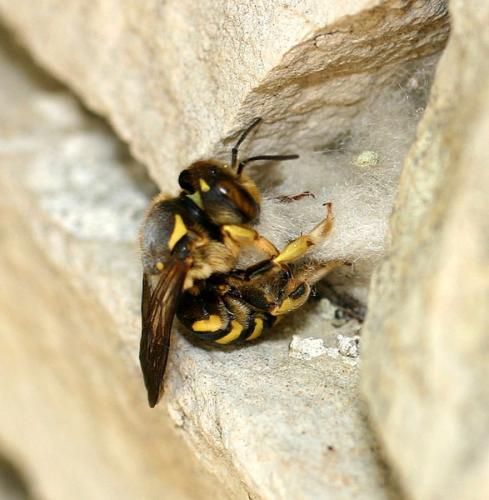Réf. 3 292 : Anthidium sp.