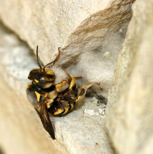 Réf. 3 293 : Anthidium sp.