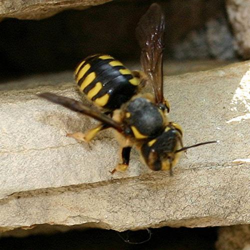 Réf. 3 291 : Anthidium sp.