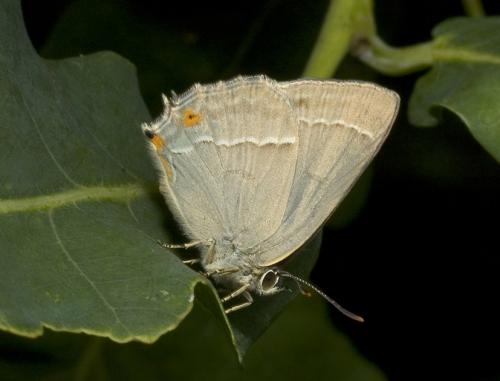 Réf. 3 193 : Favonius quercus