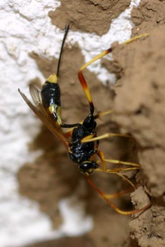 Réf. 3 329 : Acroricnus seductor