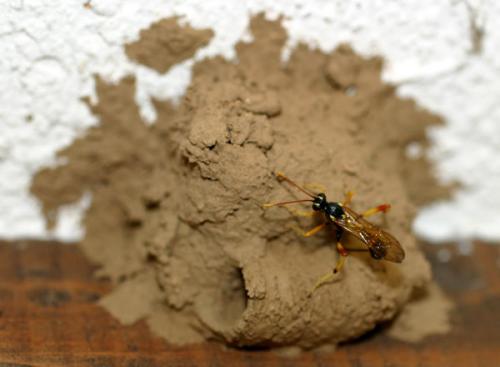 Acroricnus seductor