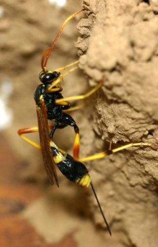 Réf. 3 331 : Acroricnus seductor