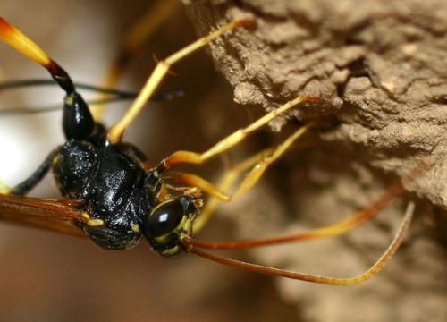 Réf. 3 345 : Acroricnus seductor