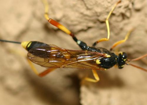 Acroricnus seductor