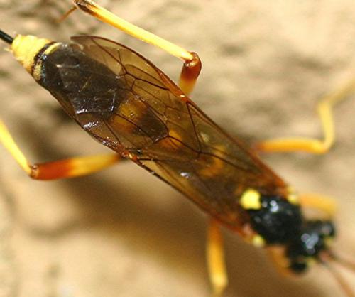 Acroricnus seductor