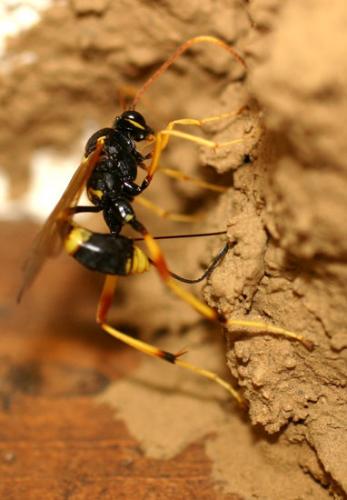Réf. 3 328 : Acroricnus seductor