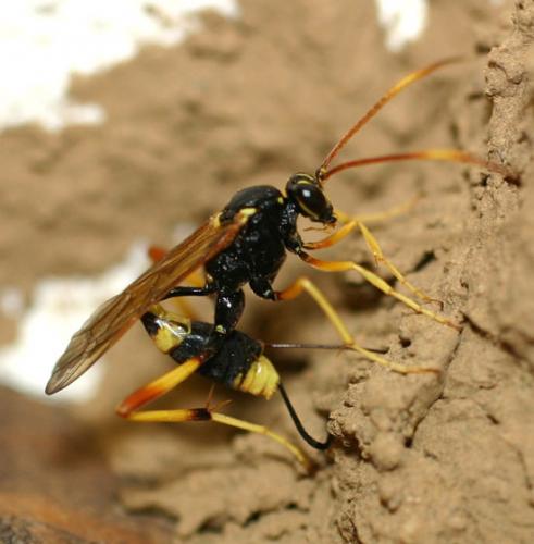Réf. 3 346 : Acroricnus seductor