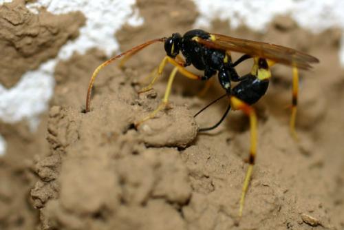 Réf. 3 325 : Acroricnus seductor