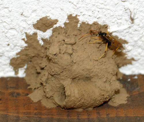 Acroricnus seductor