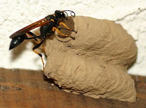Sceliphron caementarium