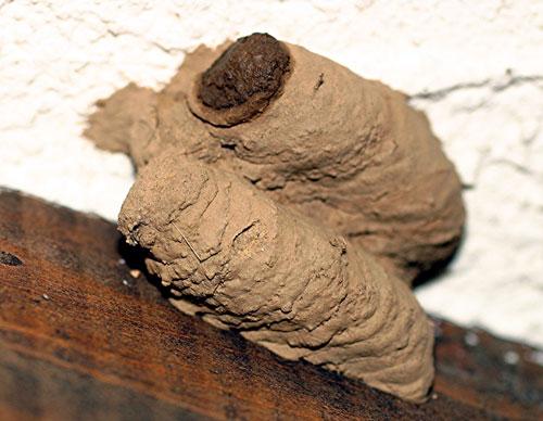 Sceliphron caementarium