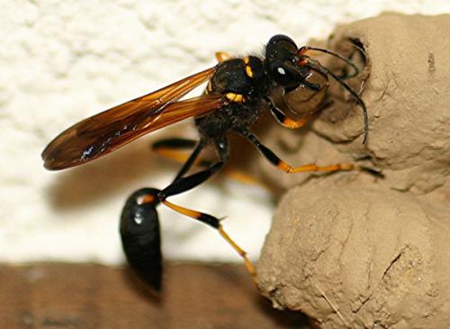 Réf. 3 152 : Sceliphron caementarium