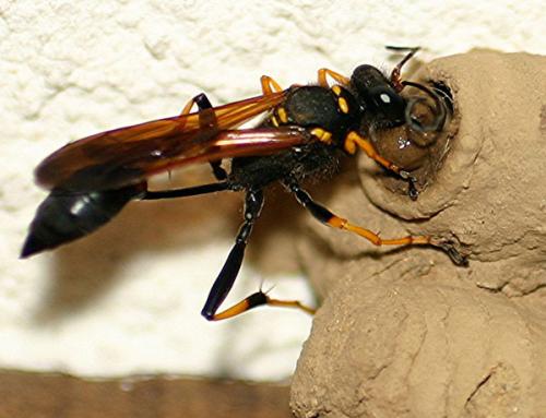 Réf. 3 153 : Sceliphron caementarium