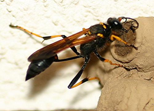 Réf. 3 154 : Sceliphron caementarium