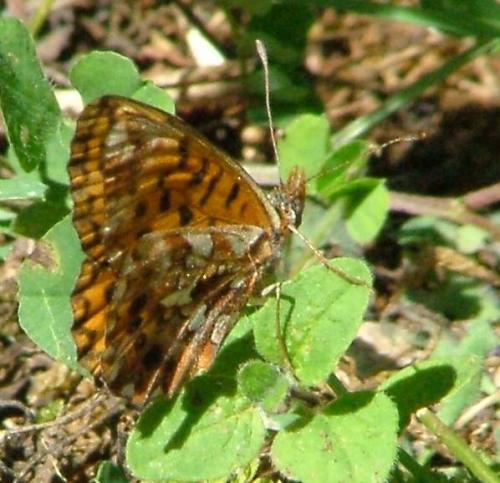 Boloria dia