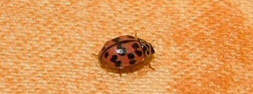 Oenopia conglobata