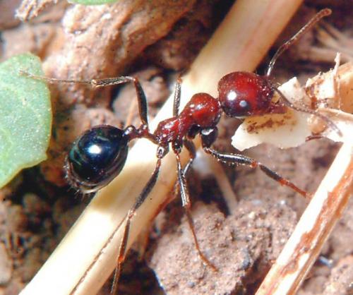 Messor minor