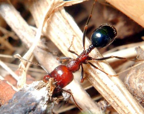 Messor minor