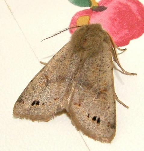 Anorthoa munda