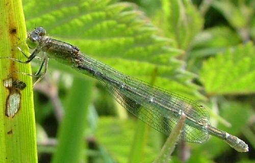 Coenagrion sp.