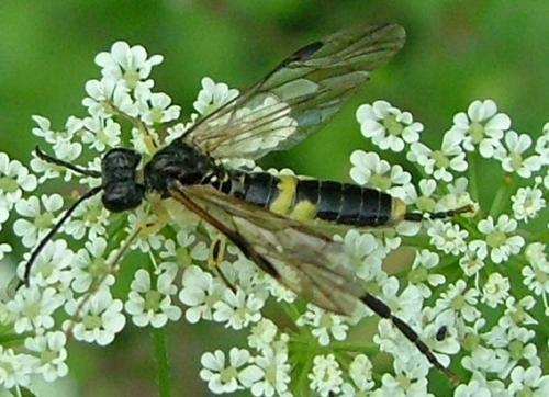 Tenthredo temula