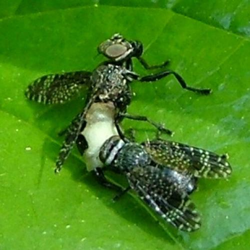 Platystoma seminationis