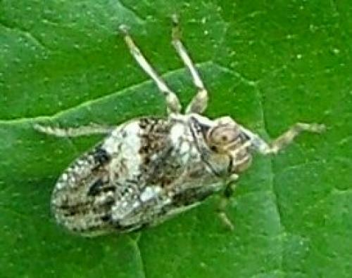 Réf. 3 286 : Issus muscaeformis