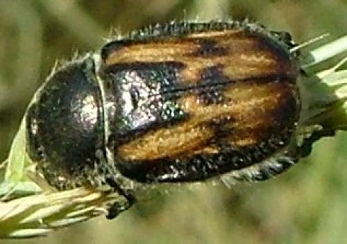Anisoplia villosa