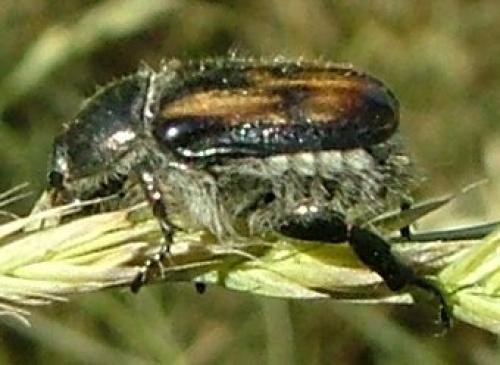 Anisoplia villosa