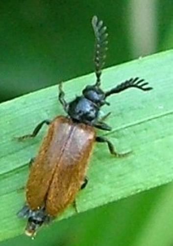 Drilus flavescens