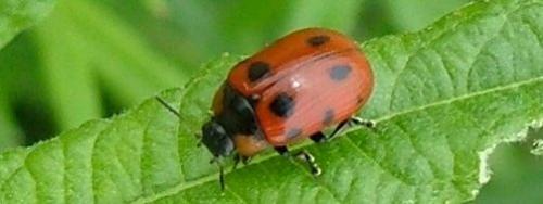 Réf. 3 591 : Gonioctena viminalis