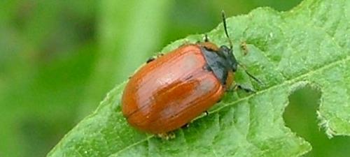 Gonioctena sp.