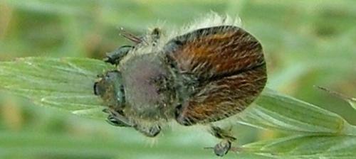 Anisoplia villosa