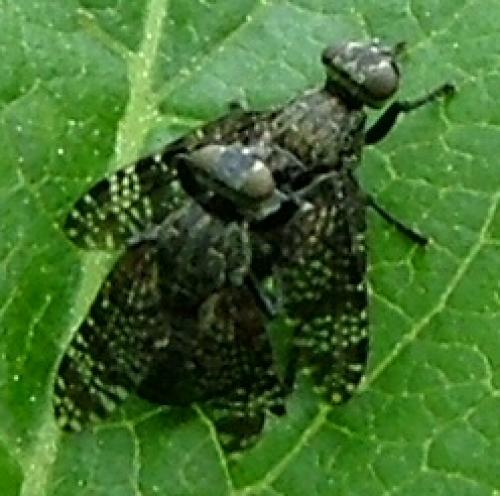 Platystoma seminationis