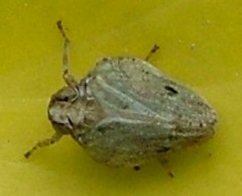 Réf. 3 287 : Issus coleoptratus