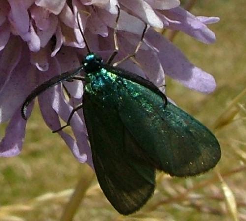 Jordanita globulariae