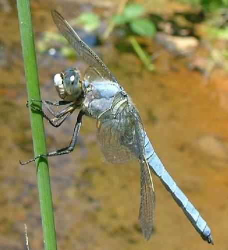 Orthetrum brunneum