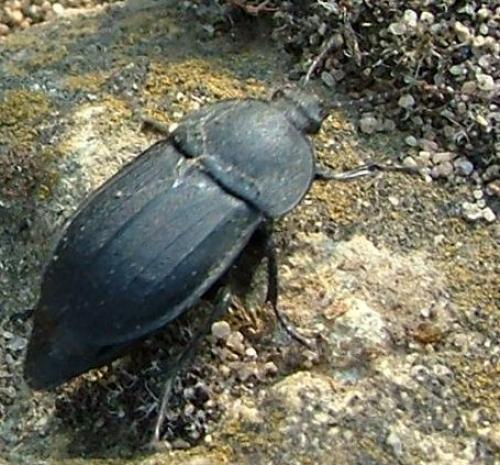 Silpha sp.