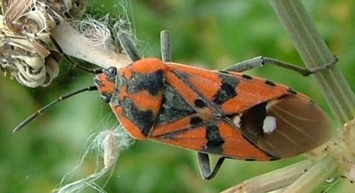 Réf. 3 765 : Spilostethus pandurus
