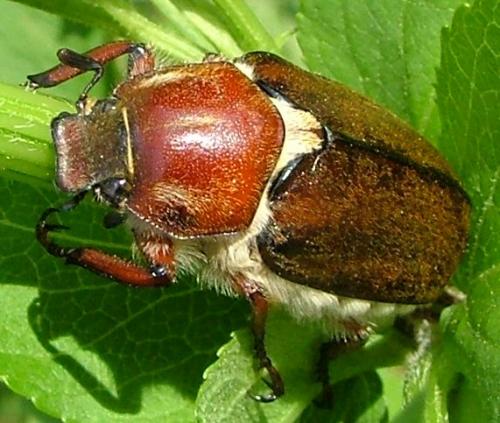 Anoxia villosa