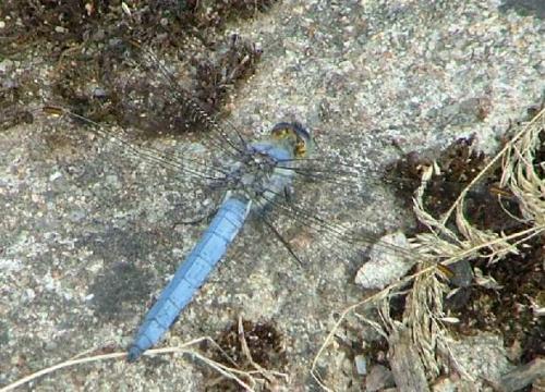 Orthetrum brunneum