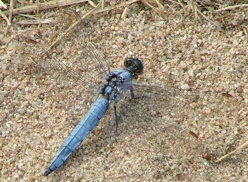 Réf. 3 572 : Orthetrum brunneum