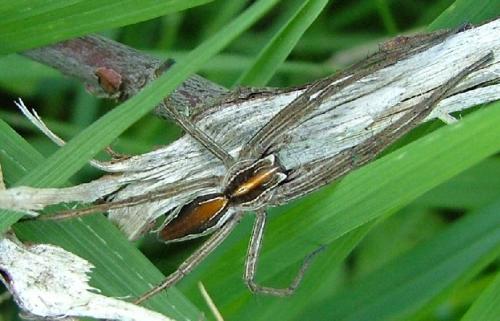 Pisaura mirabilis