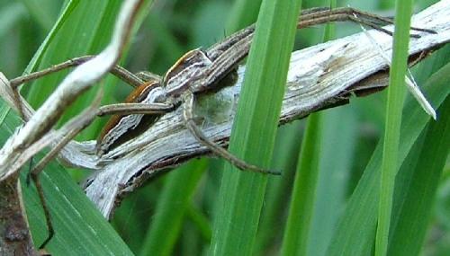 Pisaura mirabilis