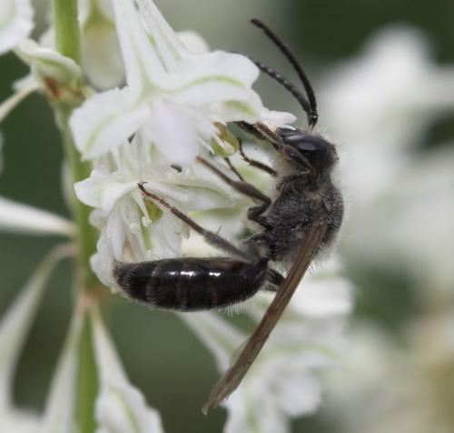 Réf. 3 167 : Andrena sp.