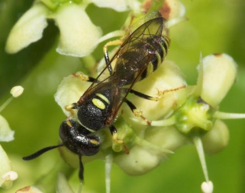 Philanthus triangulum